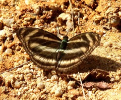 Athyma nefte subrata