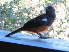 Thamnolaea cinnamomeiventris