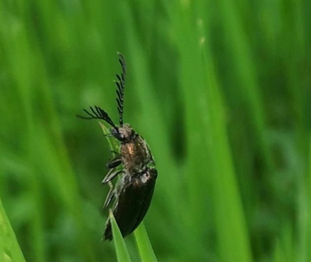 pectinate click beetle from 66625 Nohfelden, Deutschland on May 22