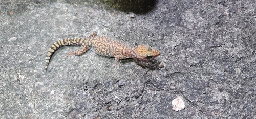 Northern Spotted Velvet Gecko