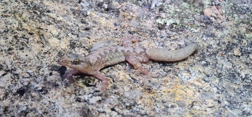 Rock Zigzag Gecko, Amalosia saxicola