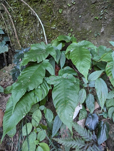 Tectaria polymorpha (Tectaria polymorpha)