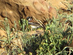 Emberiza flaviventris