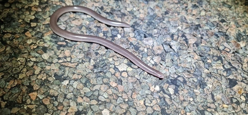 Robust Blind Snake