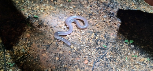Robust Blind Snake