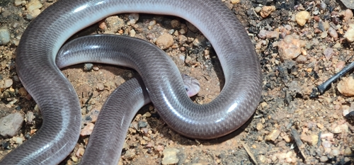 Robust Blind Snake