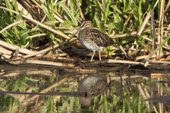 African Snipe photo 5