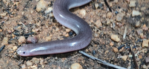 Robust Blind Snake