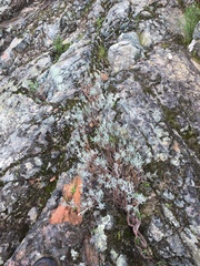 Eriogonum wrightii trachygonum
