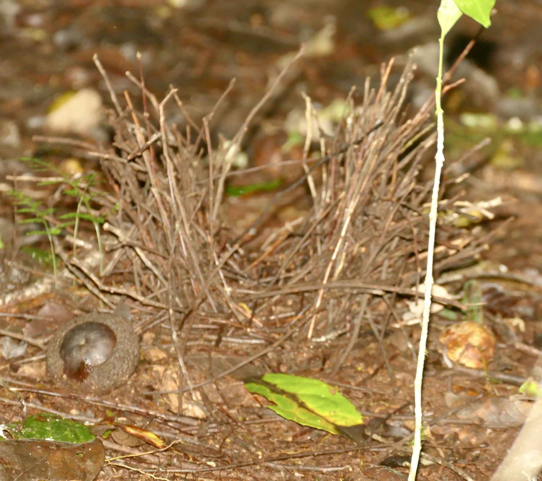Masked Bowerbird (Sericulus aureus), photo 4