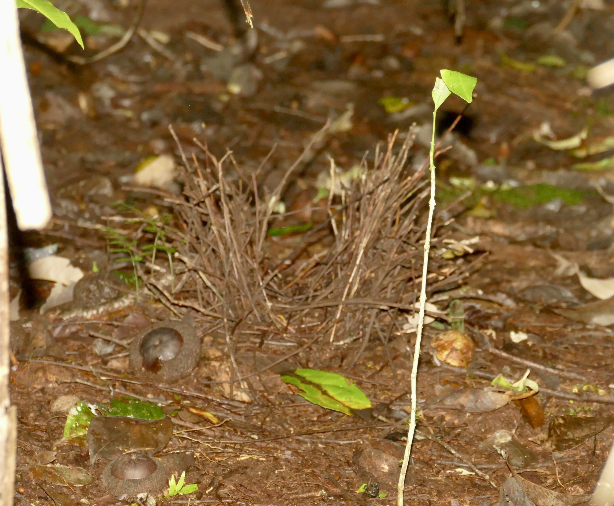 Masked Bowerbird (Sericulus aureus), photo 3