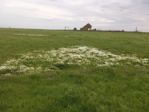iNaturalist observation photo of Meadowfoams