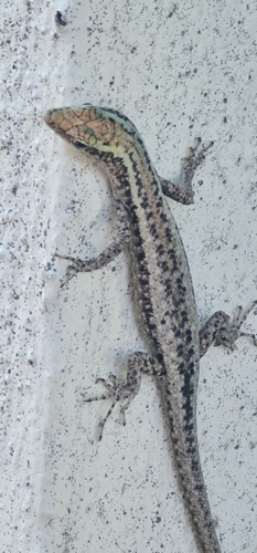 Metallic Snake-eyed Skink