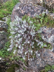 Eriogonum wrightii trachygonum