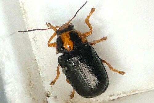 Cryptocephalus frenatus · iNaturalist