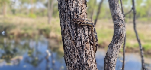 Spotted Python sighting