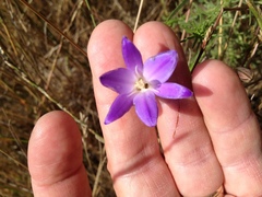 Brodiaea santarosae
