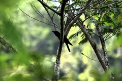 Samar Crow photo 2