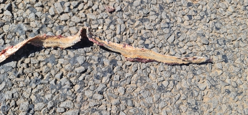 Crack-dwelling Whipsnake