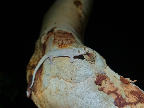 Gulf Tree Gehyra, Gehyra lauta
