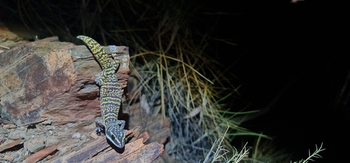 Gulf marbled velvet gecko, Oedura bella