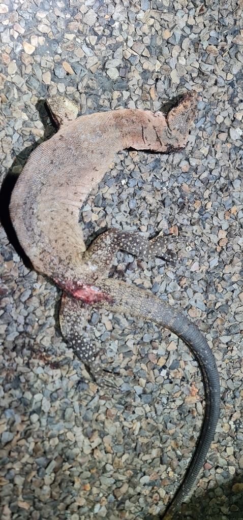 Black-palmed Rock Monitor From Mount Isa Qld 4825, Australia On 