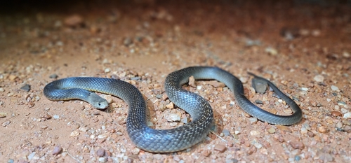 Gwardar, Pseudonaja nuchalis