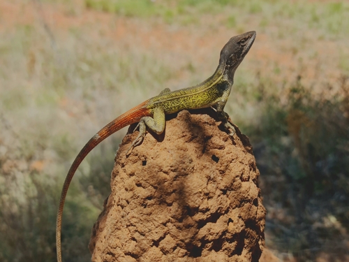 Lally's Two-line Dragon, Diporiphora lalliae