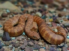 Desert Death Adder photo 4
