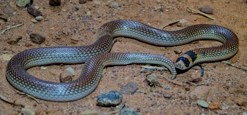 Unbanded Shovel-nosed Snake