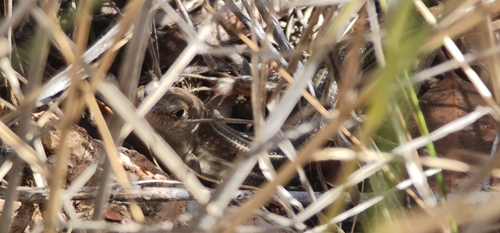 Bar-shouldered Ctenotus, Ctenotus inornatus