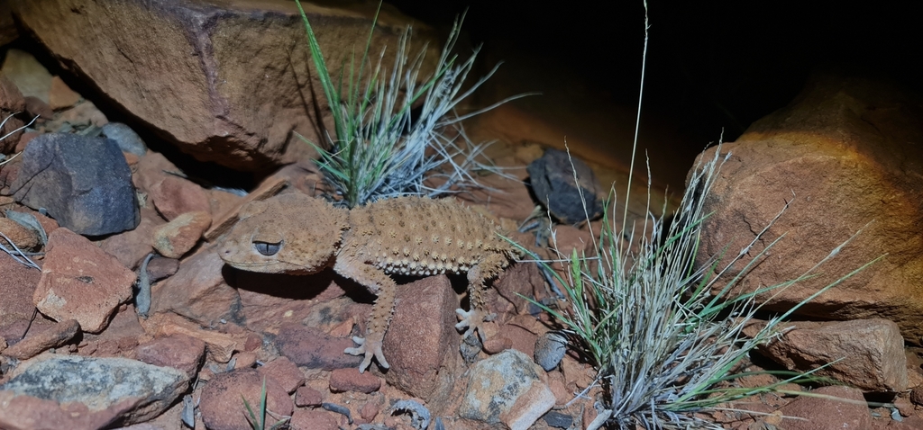 Centralian Rough Knob-tail Gecko