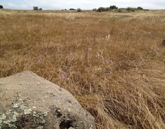 Brodiaea santarosae