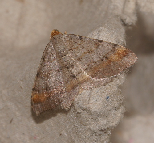 Tawny-barred Angle, Bennekom, Nederland, photo 8 of 10
