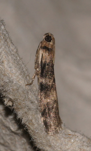Ash-bark Knot-horn, Bennekom, Nederland, photo 8 of 10