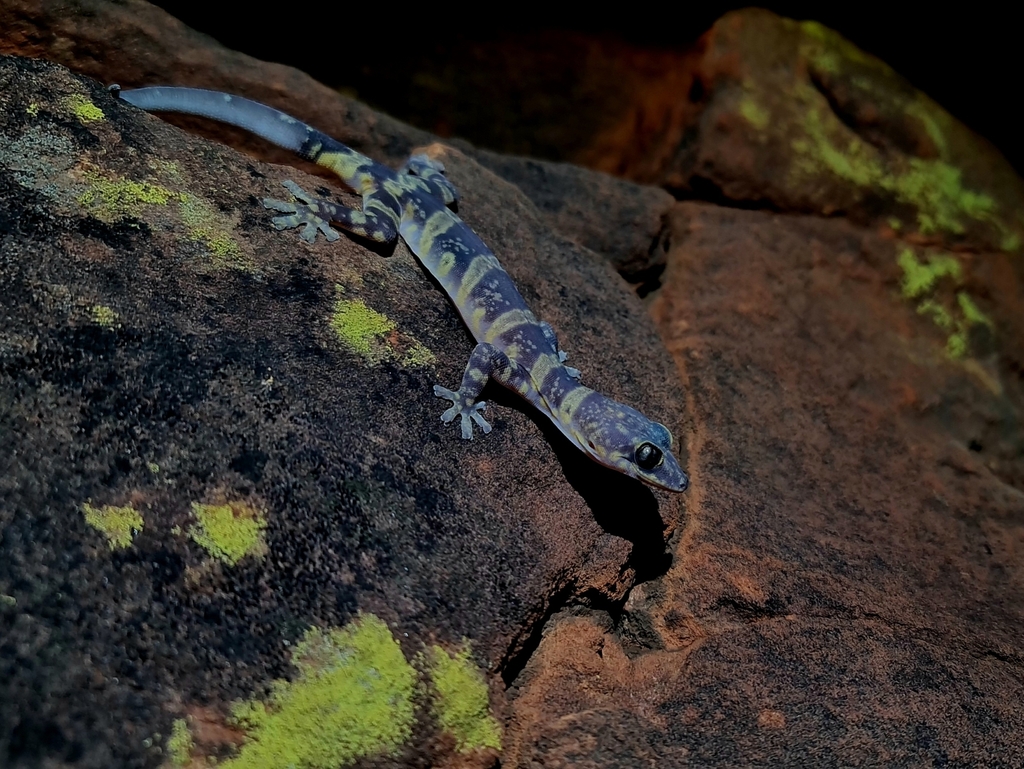 Mereenie Velvet Gecko