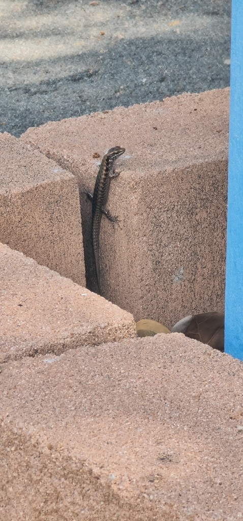 Stout Barsided Skink