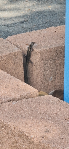 Stout Barsided Skink, Concinnia sokosoma