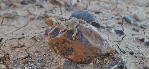 Bulldust Ground-dragon, Ctenophorus gibba