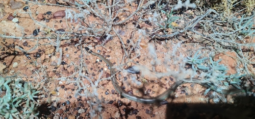 Orange-naped Snake