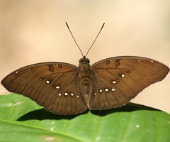 Bassarona dunya