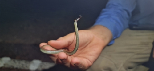Orange-naped Snake