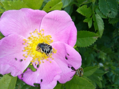 Bee-mimic Beetle photo 4