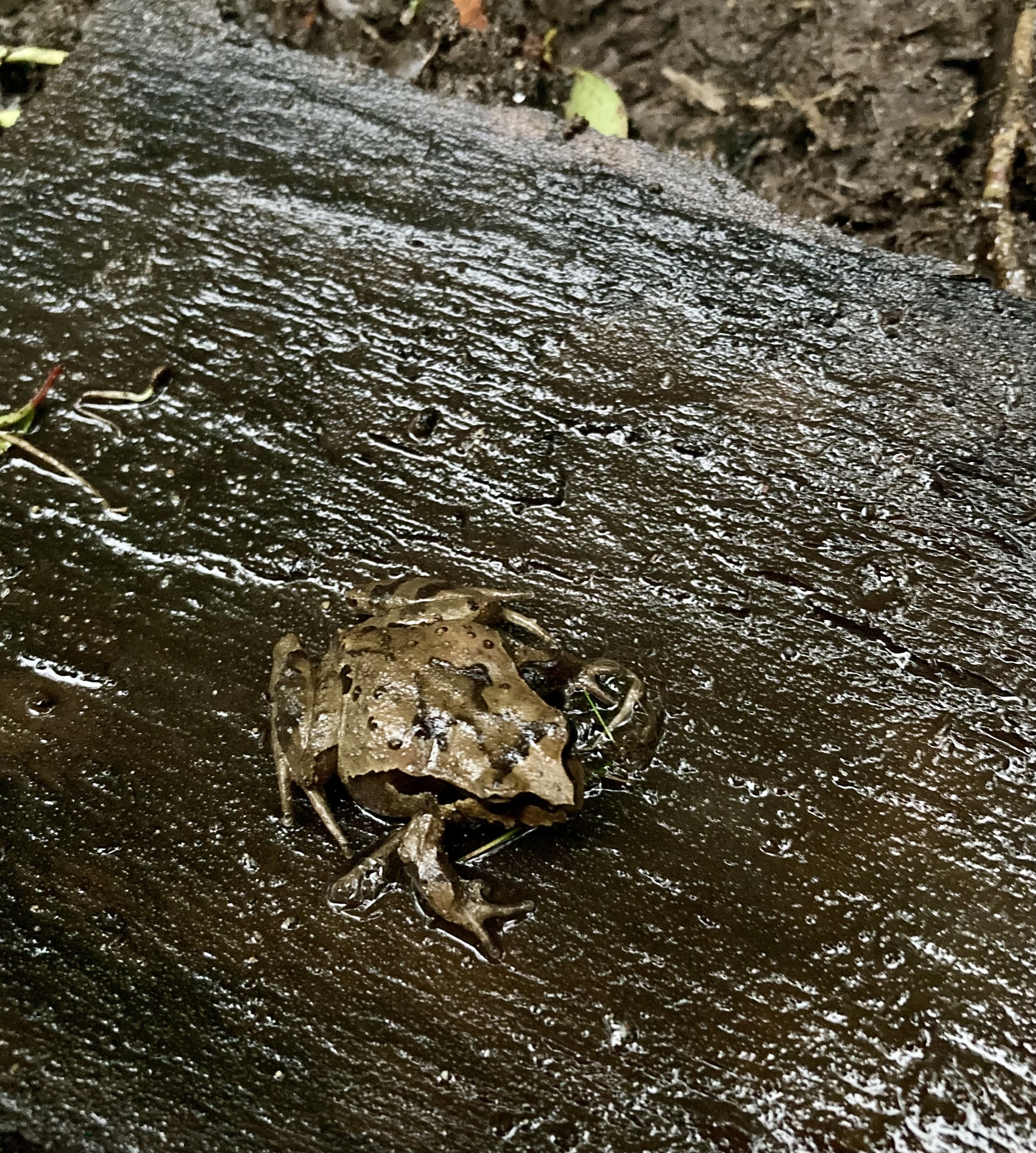 Eupsophus calcaratus (Günther, 1881)