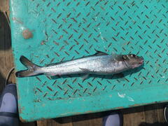 Japanese Gissu photo 1