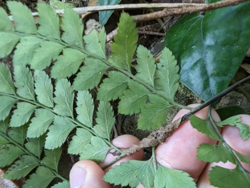 Arachniodes amabilis (Arachniodes amabilis)