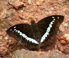 Bassarona teuta