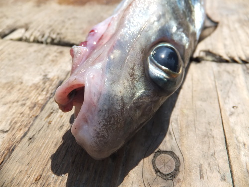 Japanese gissu (Pterothrissus gissu) — Albulidae — 4