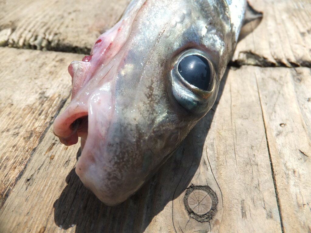 Japanese gissu (Pterothrissus gissu) — Albulidae