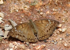 Bassarona teuta